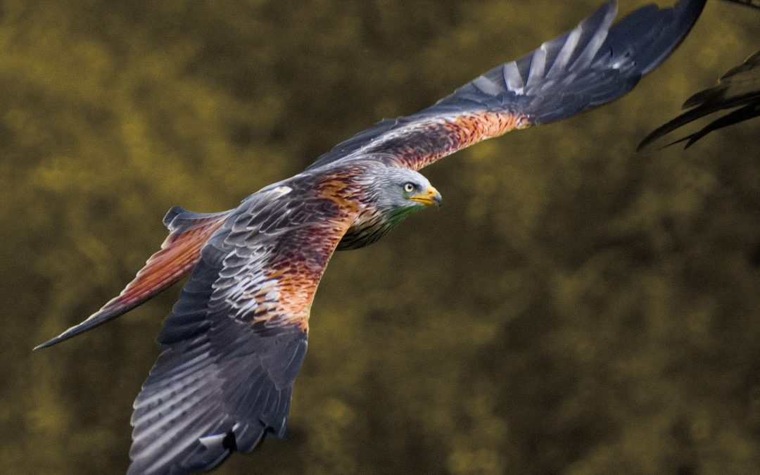 Shot red kite ‘like balloon bursting’