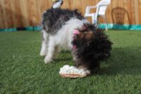Pancake Day treats for four-legged friends at Sully’s Doggy Daycare